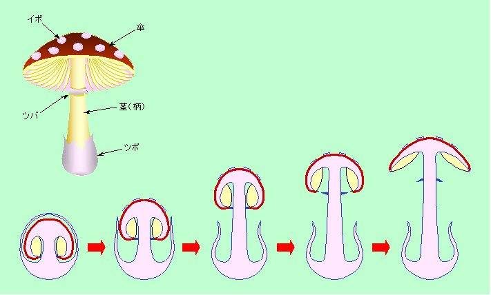 図2
