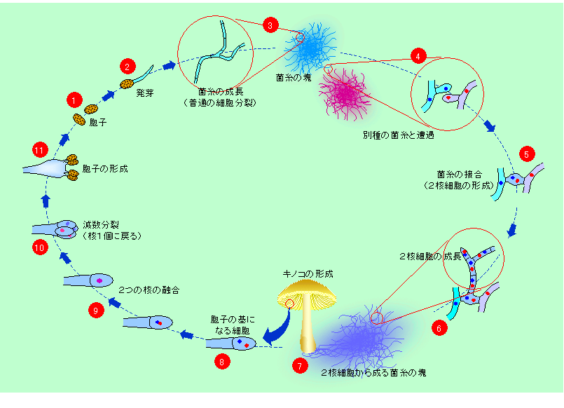 図5